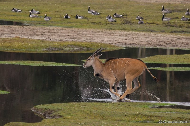 _DSC5711.JPG - Safaripark Beekse Bergen