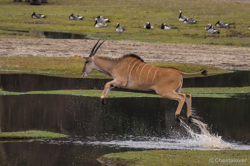 _DSC5712.JPG - Safaripark Beekse Bergen