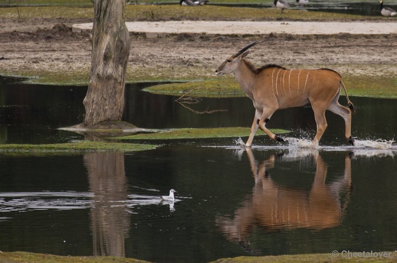 _DSC5717.JPG - Safaripark Beekse Bergen