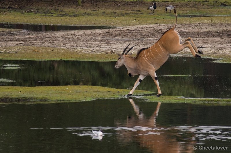 _DSC5719.JPG - Safaripark Beekse Bergen