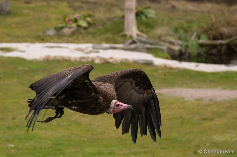 _DSC5826.JPG - Safaripark Beekse Bergen