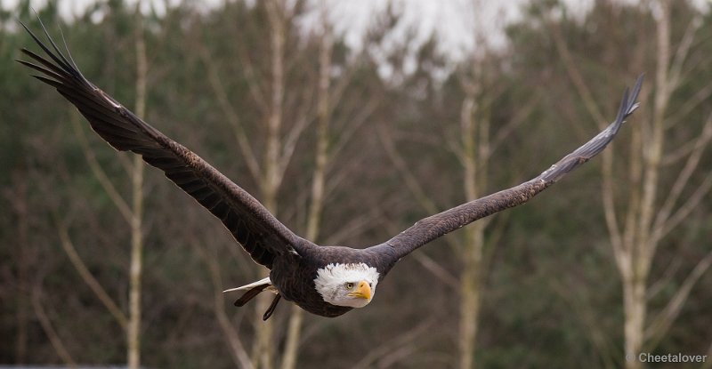 _DSC5861.JPG - Safaripark Beekse Bergen