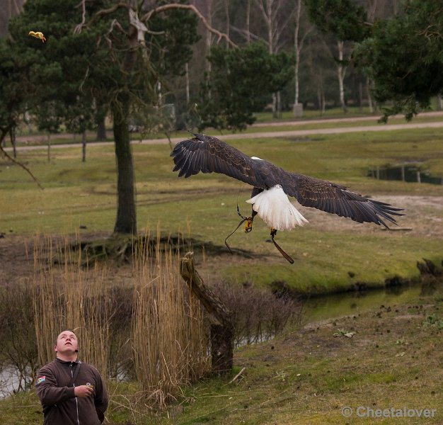_DSC5878.JPG - Safaripark Beekse Bergen