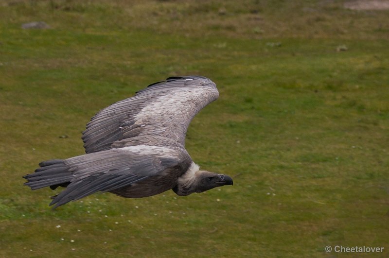 _DSC5903.JPG - Safaripark Beekse Bergen