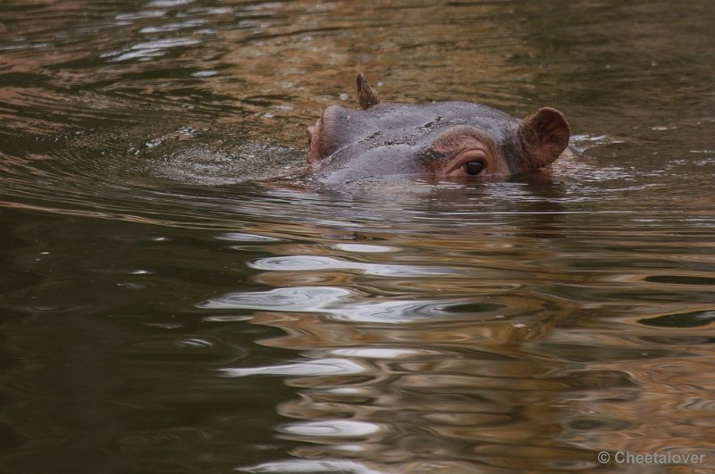 _DSC5919.JPG - Safaripark Beekse Bergen