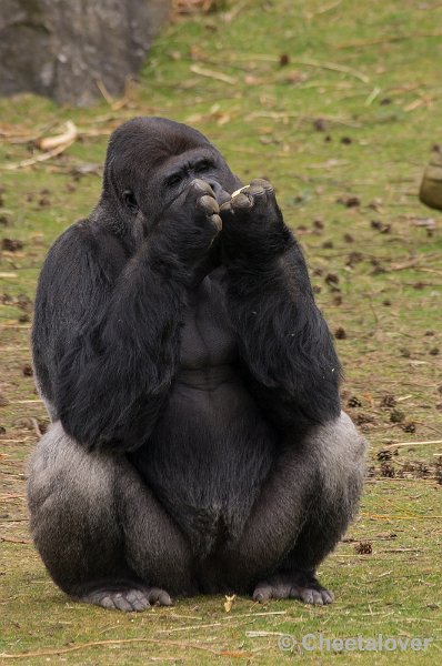 _DSC6082.JPG - Safaripark Beekse Bergen