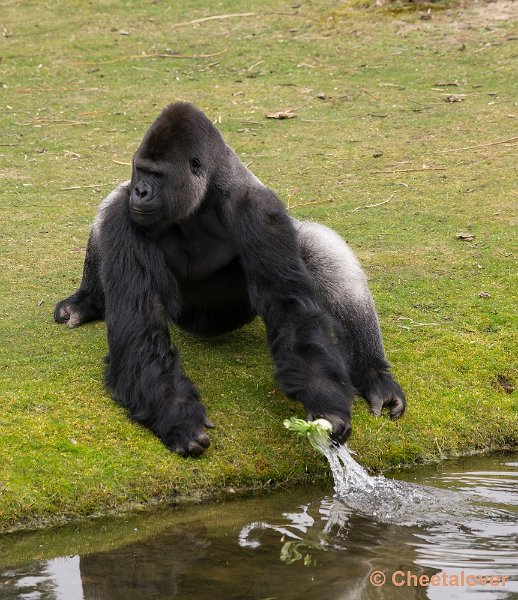 _DSC6104.JPG - Safaripark Beekse Bergen