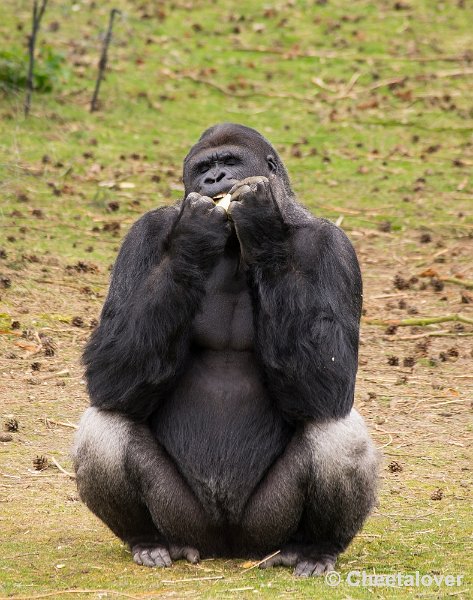 _DSC6107.JPG - Safaripark Beekse Bergen