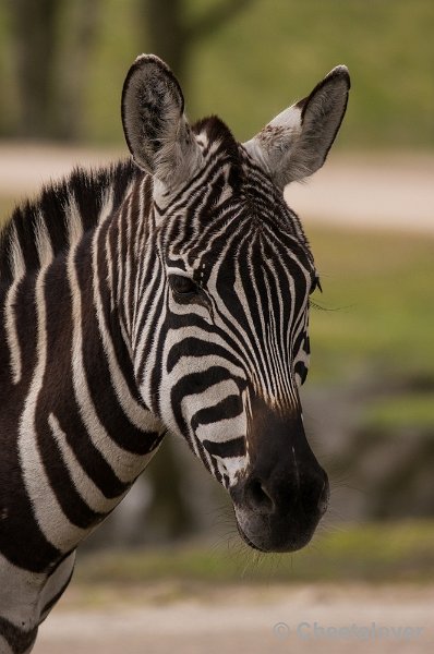 _DSC6243.JPG - Safaripark Beekse Bergen