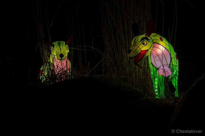 _DSC3261.JPG - Burger's Zoo, China Lights