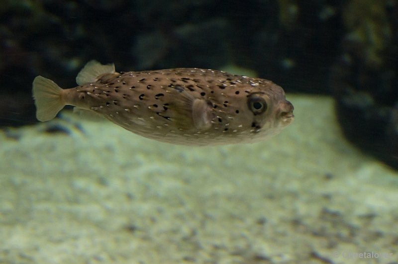 _DSC2813.JPG - Burger's Zoo, Ocean