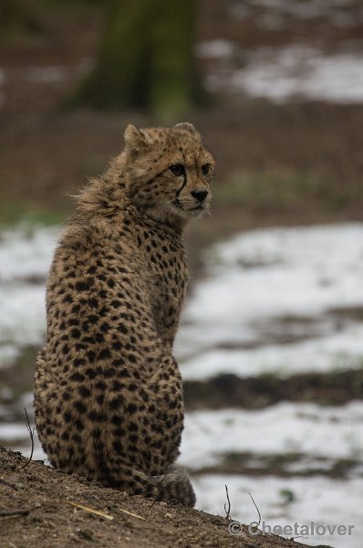 _DSC2834.JPG - Burger's Zoo, Safaripark