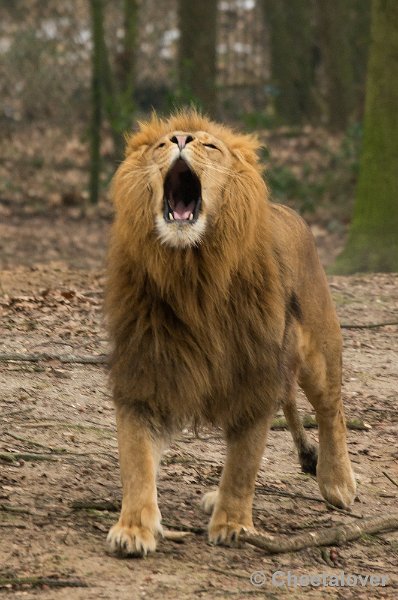 _DSC2926.JPG - Burger's Zoo, Safaripark