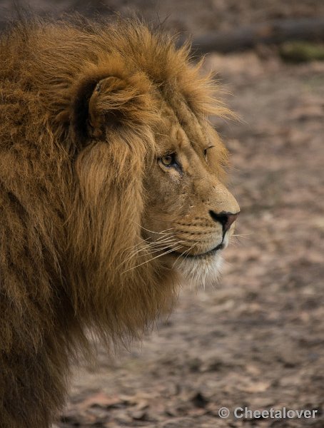 _DSC2948.JPG - Burger's Zoo, Safaripark