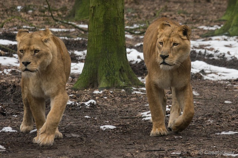 _DSC2963.JPG - Burger's Zoo, Safaripark