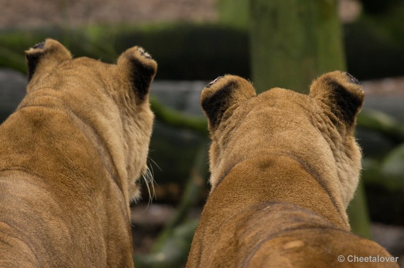 _DSC2976.JPG - Burger's Zoo, Safaripark