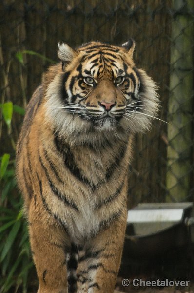 _DSC3119.JPG - Burger's Zoo, Dierentuin