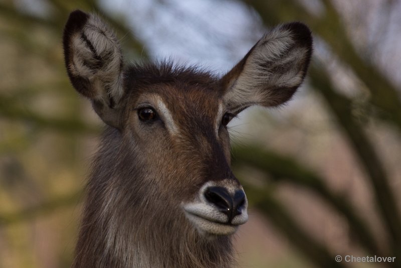 _DSC3314.JPG - Safaripark Beekse Bergen
