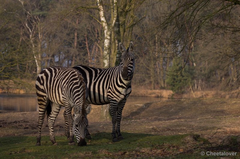 _DSC3315.JPG - Safaripark Beekse Bergen