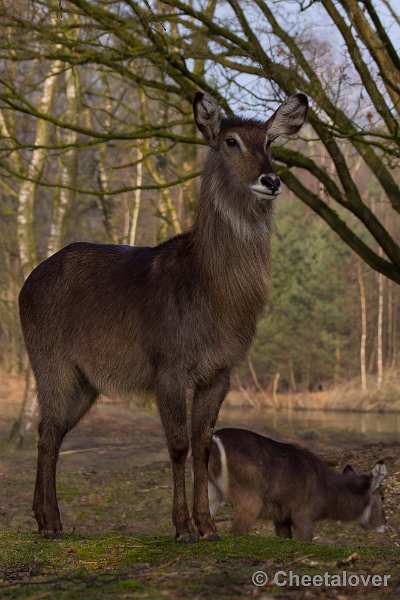 _DSC3318.JPG - Safaripark Beekse Bergen