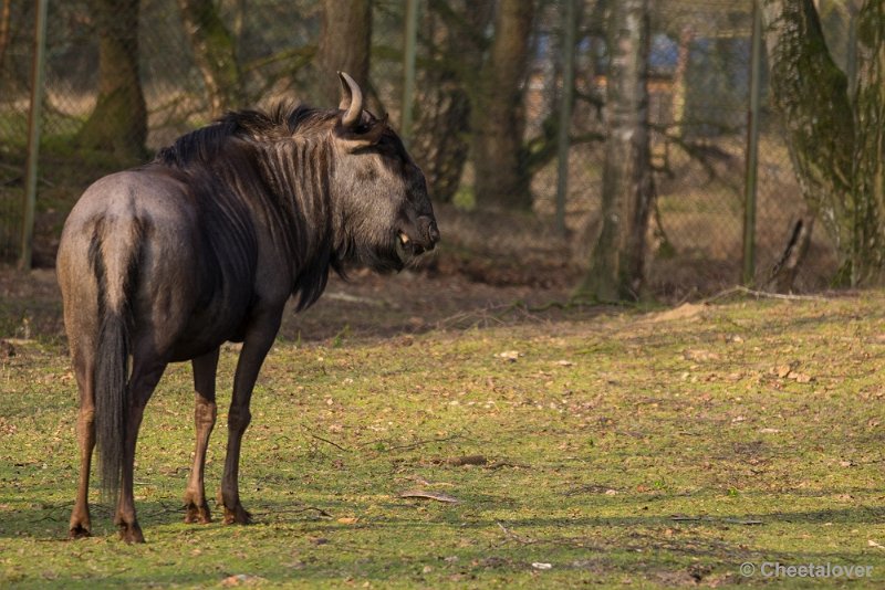 _DSC3323.JPG - Safaripark Beekse Bergen