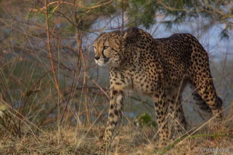 _DSC3343.JPG - Safaripark Beekse Bergen