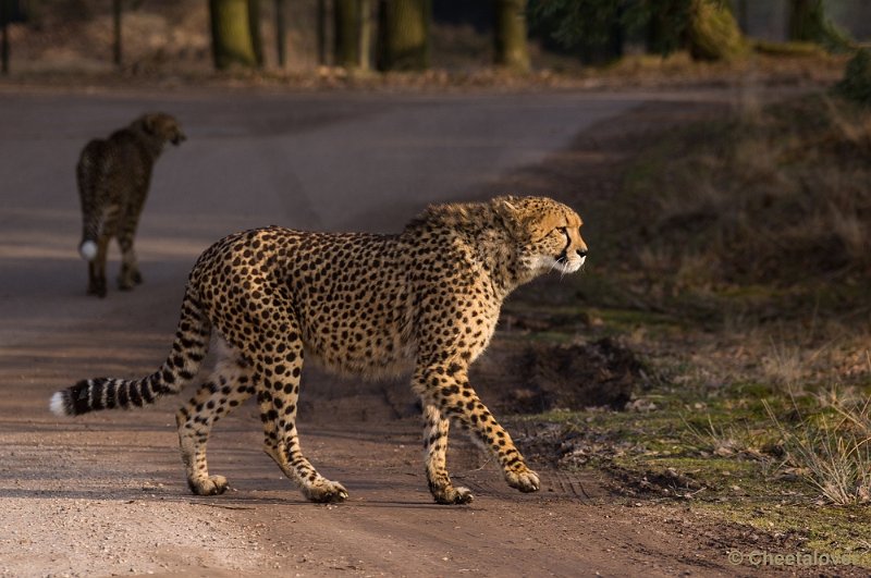 _DSC3347.JPG - Safaripark Beekse Bergen