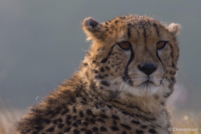 _DSC3393.JPG - Safaripark Beekse Bergen