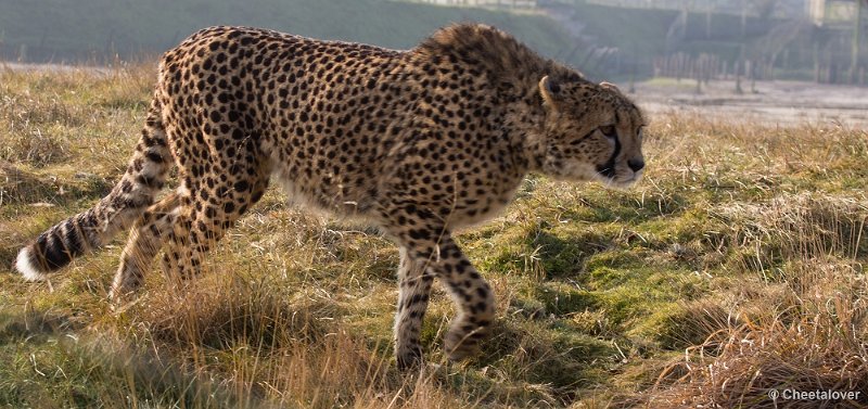 _DSC3398.JPG - Safaripark Beekse Bergen