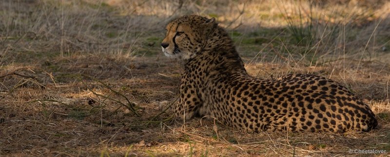_DSC3411.JPG - Safaripark Beekse Bergen