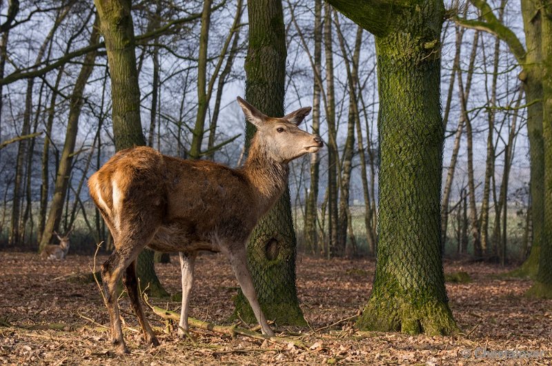 _DSC3418.JPG - Safaripark Beekse Bergen