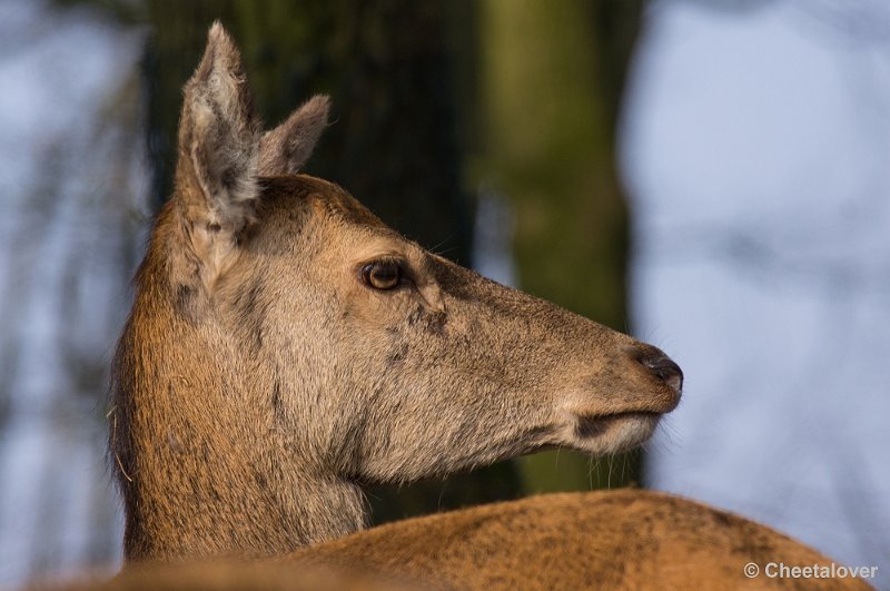 _DSC3432.JPG - Safaripark Beekse Bergen