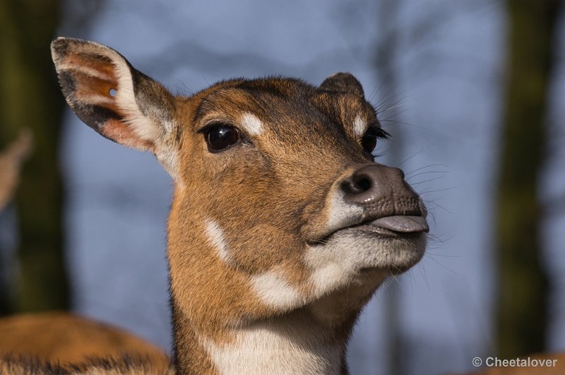 _DSC3435.JPG - Safaripark Beekse Bergen