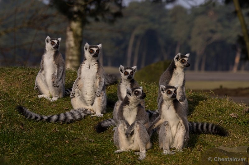 _DSC3532.JPG - Safaripark Beekse Bergen