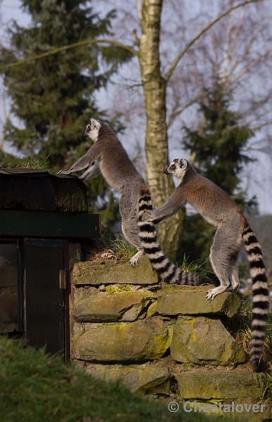 _DSC3533.JPG - Safaripark Beekse Bergen