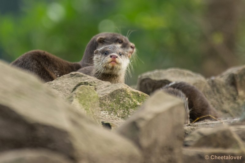 _DSC3571.JPG - Safaripark Beekse Bergen