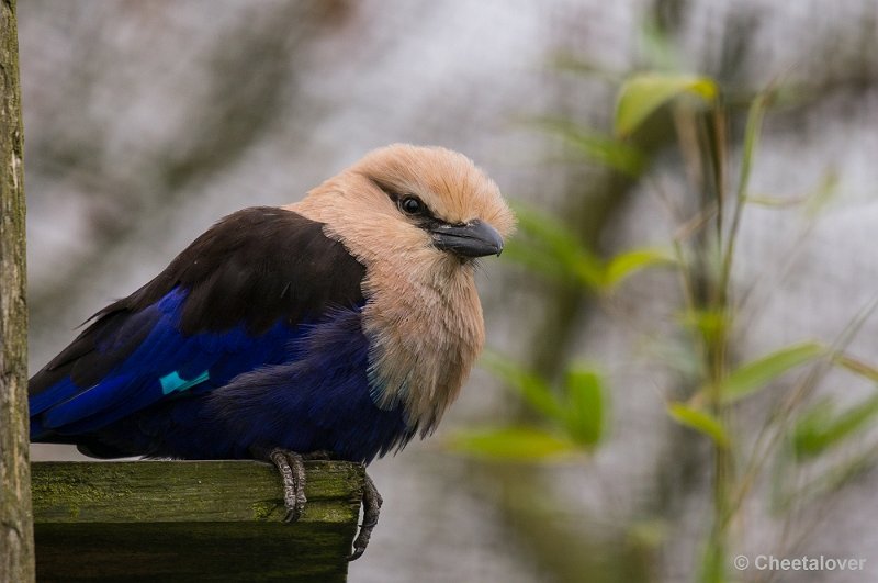 _DSC3590.JPG - Safaripark Beekse Bergen
