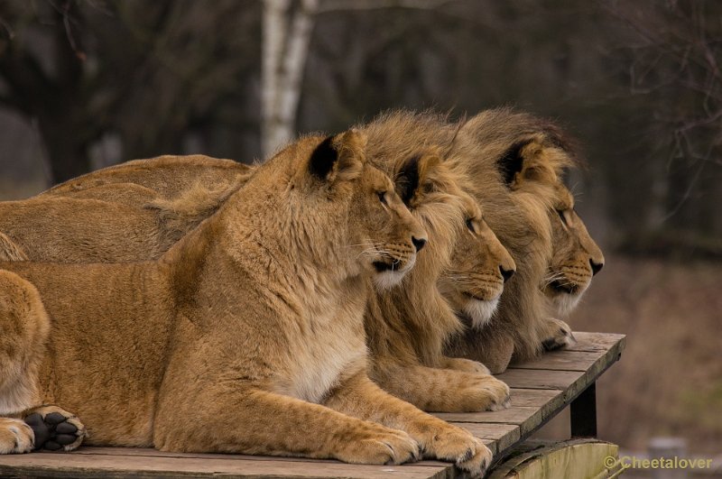 _DSC3606.JPG - Safaripark Beekse Bergen