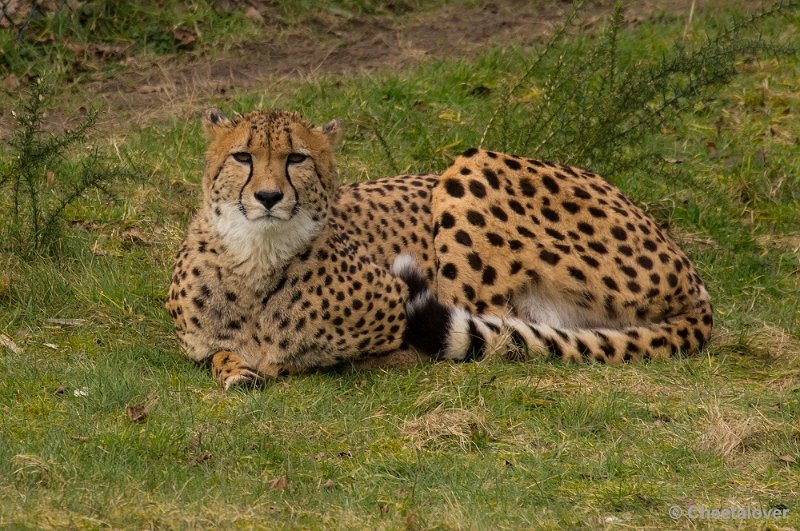 _DSC3610.JPG - Safaripark Beekse Bergen