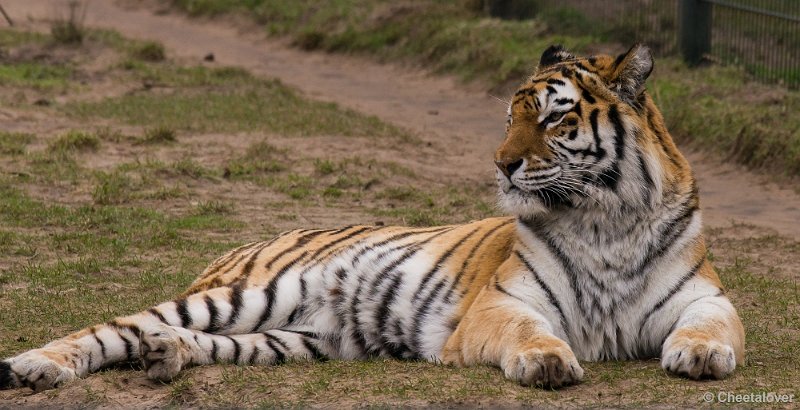 _DSC3631.JPG - Safaripark Beekse Bergen