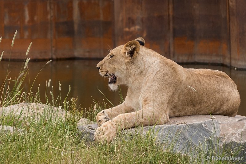 P1190692.JPG - Safaripark Beekse BergenAvondsafari