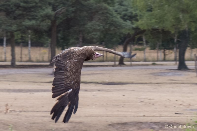 P1190841.JPG - Safaripark Beekse BergenAvondsafari