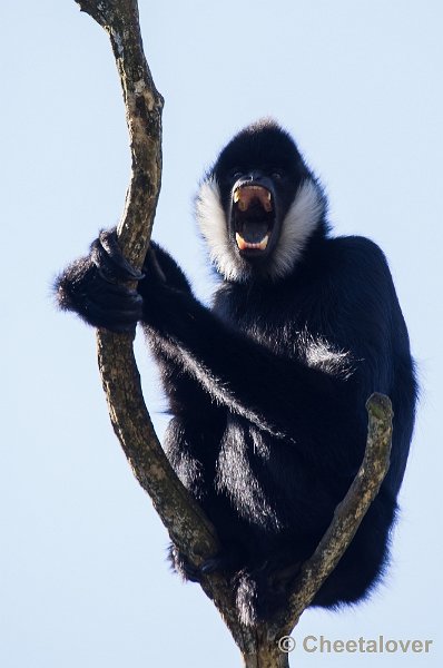 _DSC4698.JPG - Zoo Parc Overloon