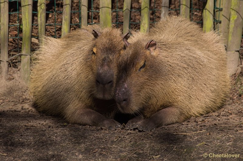 _DSC4726.JPG - Zoo Parc Overloon