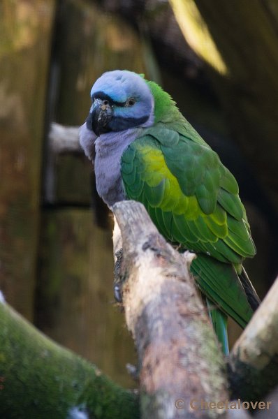 _DSC4730.JPG - Zoo Parc Overloon