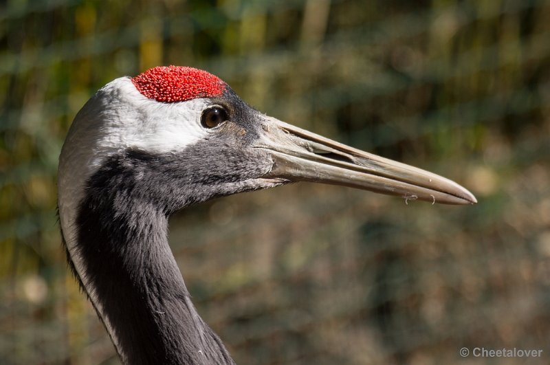 _DSC4741.JPG - Zoo Parc Overloon