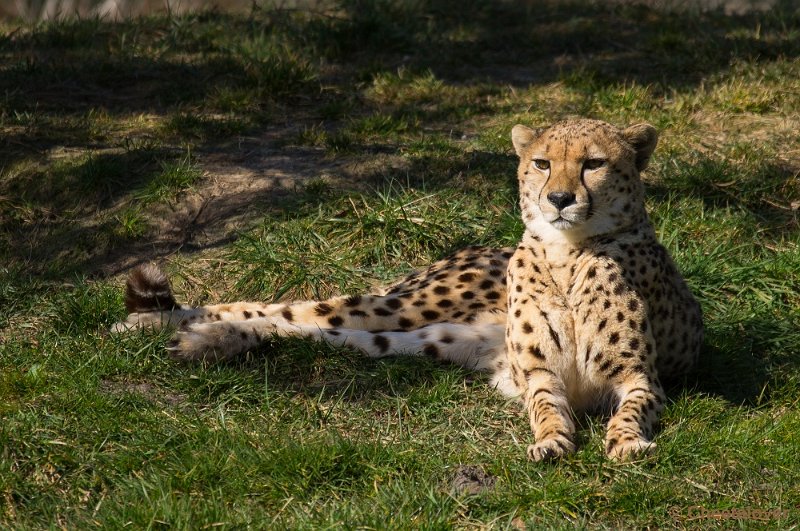 _DSC4777.JPG - Zoo Parc Overloon