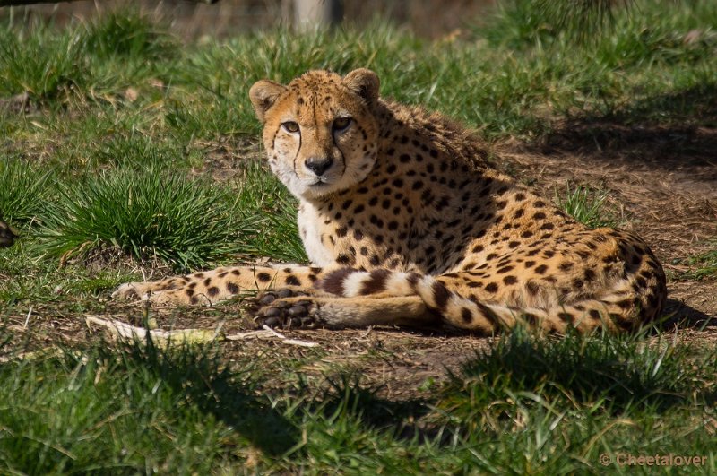 _DSC4790.JPG - Zoo Parc Overloon