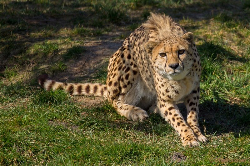 _DSC4795.JPG - Zoo Parc Overloon