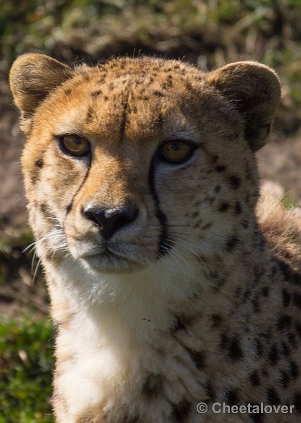 _DSC4800.JPG - Zoo Parc Overloon
